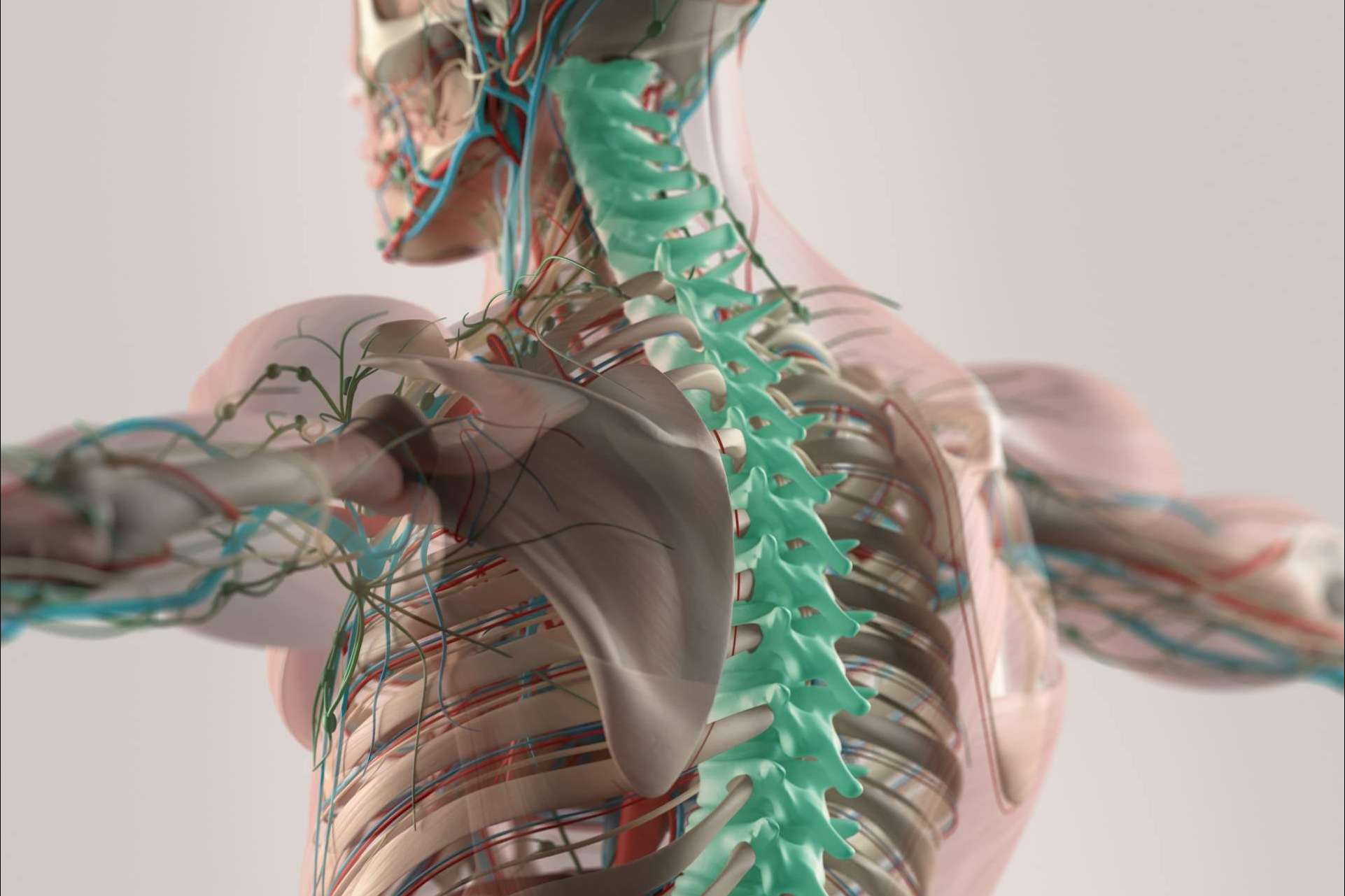 ¿Qué dolores puede provocar una vértebra desalineada? explicado por Clínica Atlas Vital