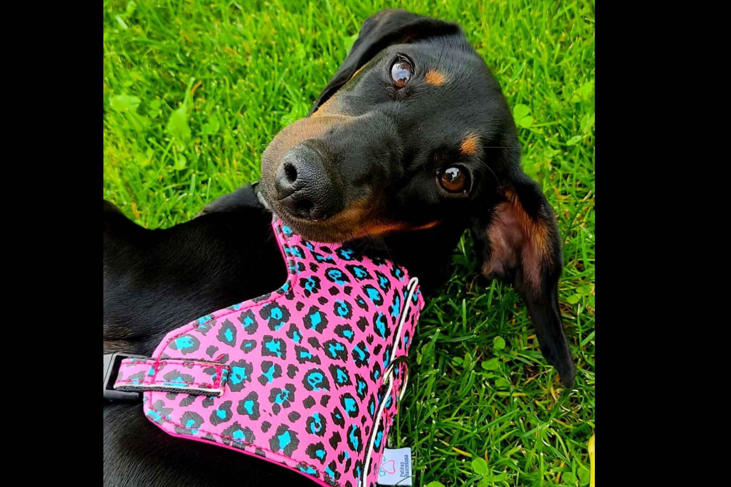 Correa doble multi-posición de Patitas Barcelona, perfecta para hacer deporte con la mascota