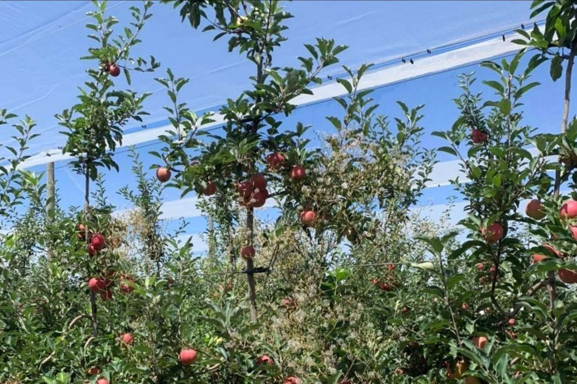 ¿Qué es AGRICOLOR?, la tecnología de AGRALIA para proteger los cultivos de los golpes de sol