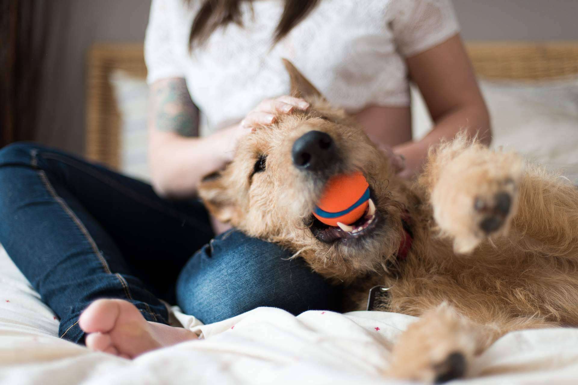 Buscar una solución al abandono de mascotas en España, la misión de Miwuki Pet Shelter