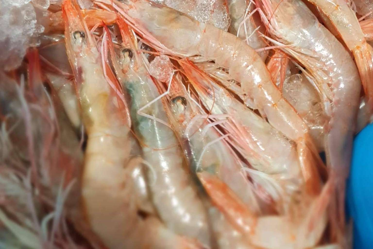Hacer las compras de mariscos y pescados para la Navidad en comprarpescadoonline.es