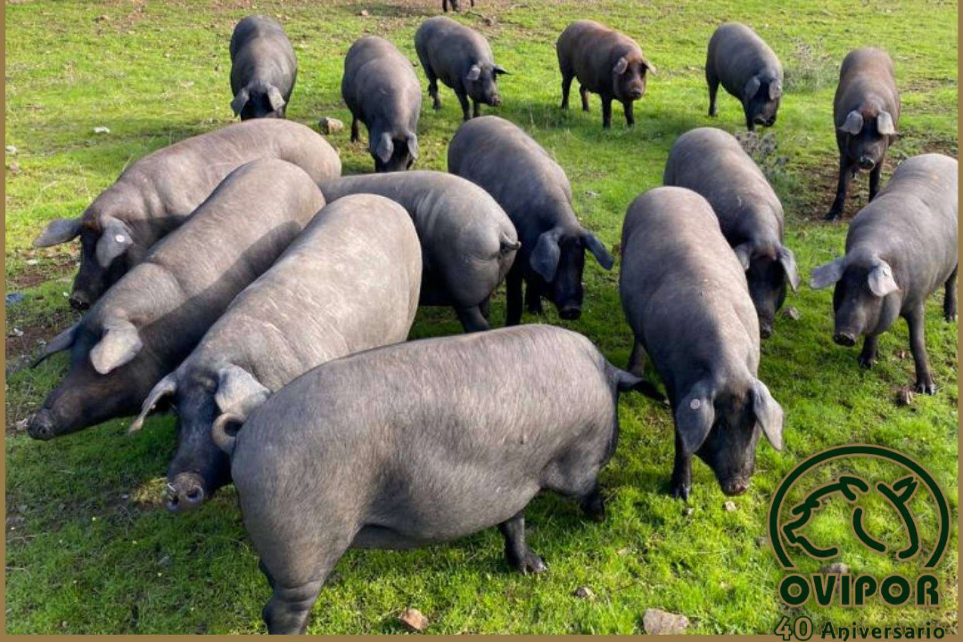 40 años de experiencia en la producción ganadera y comercialización de productos ibéricos, por la cooperativa onubense Ovipor S.C.A.