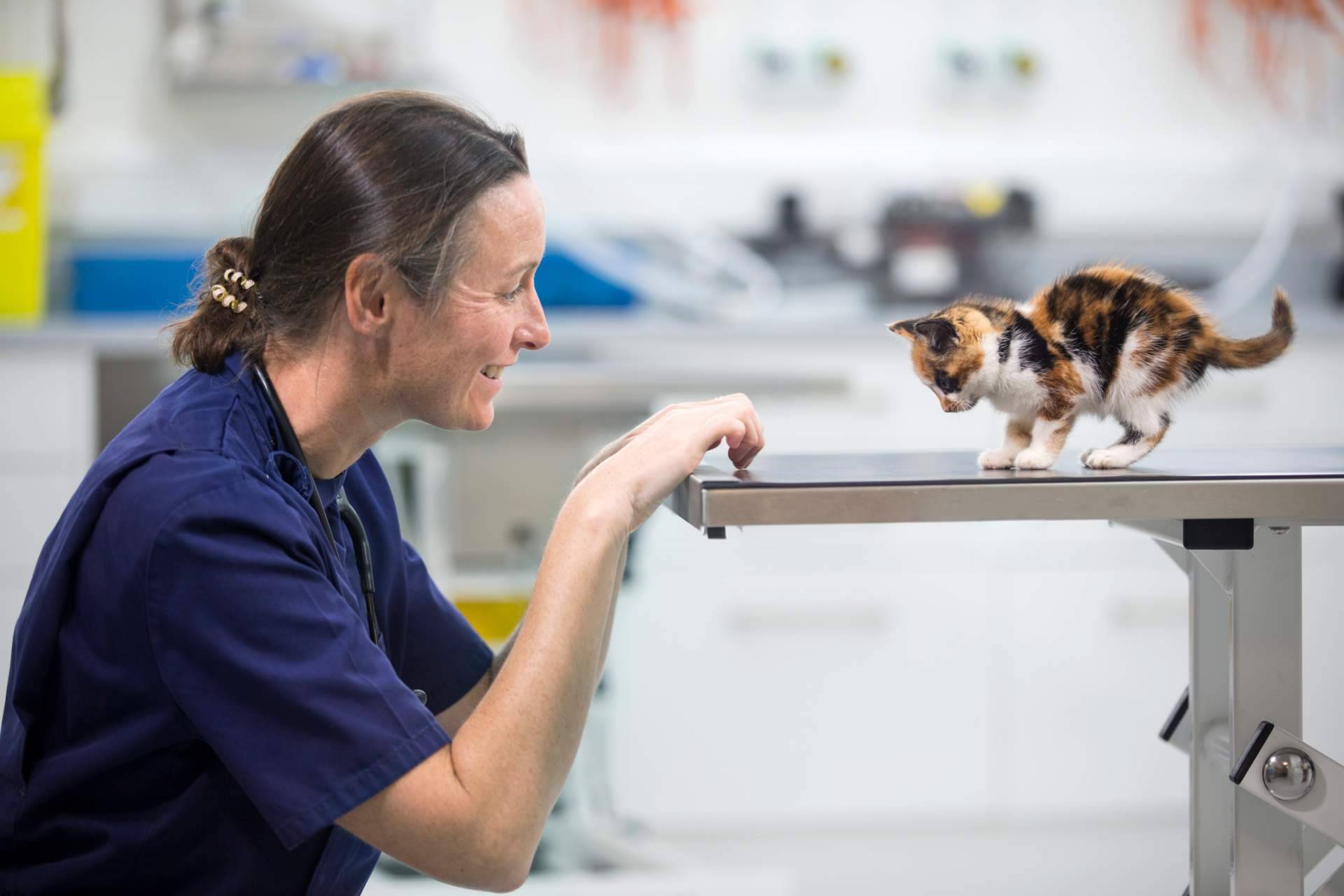 El seguro veterinario de Miwuki es el mejor valorado del mercado en Trustpilot