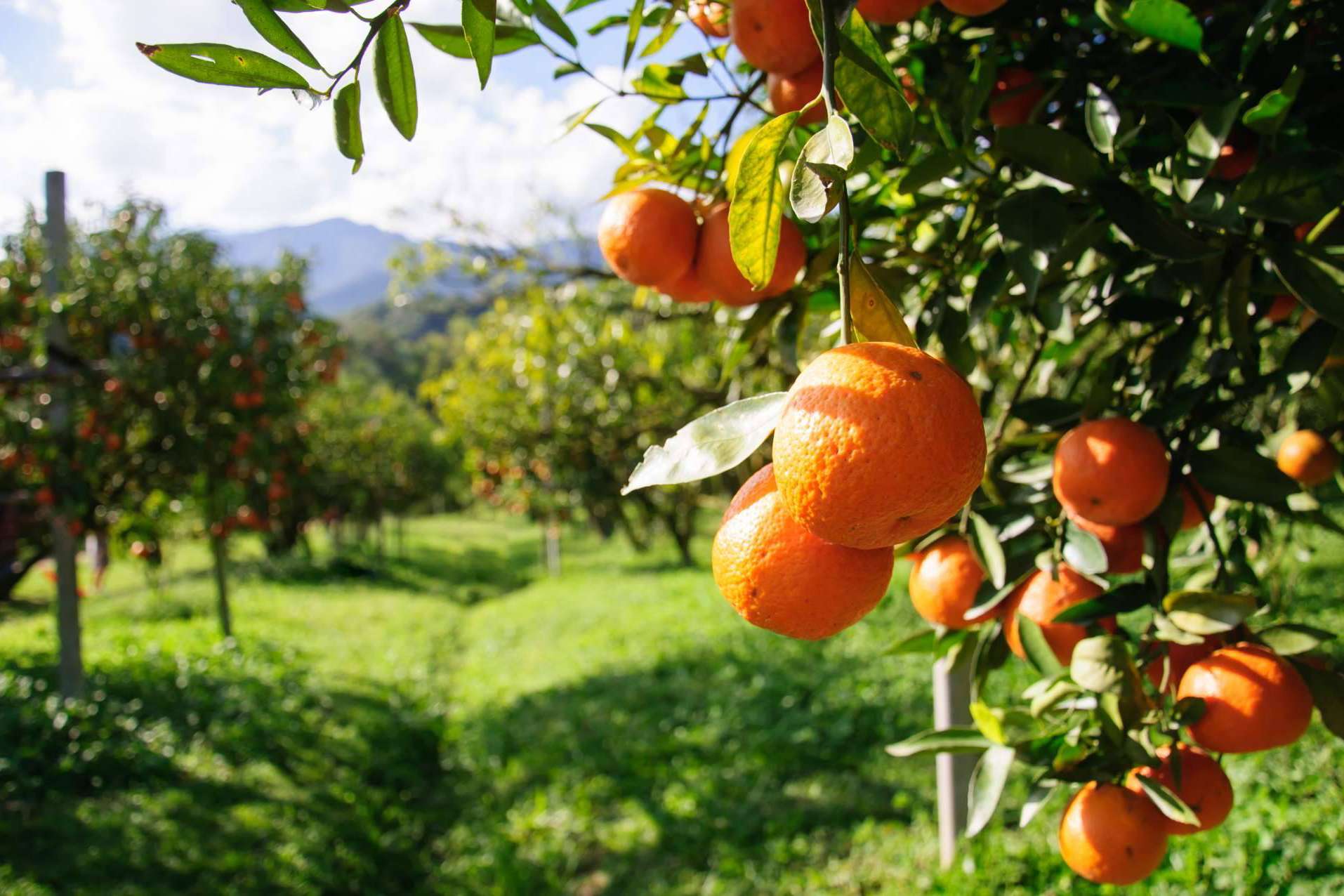Naranjas completamente naturales en la página web de Sabor a Naranjas