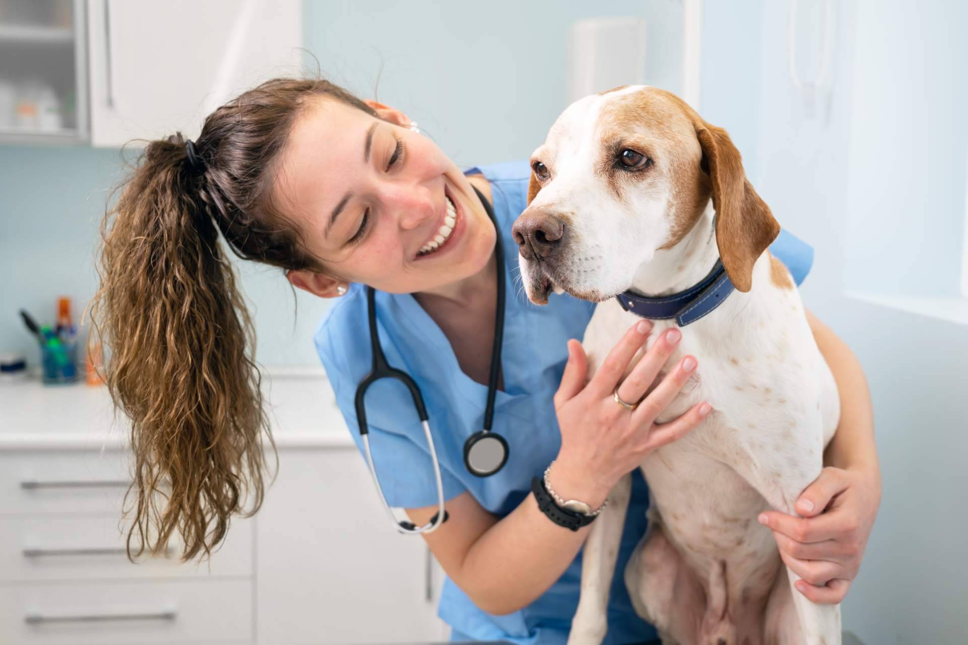 Innovador servicio de veterinario a domicilio las 24 horas del día con 1 Click Vet