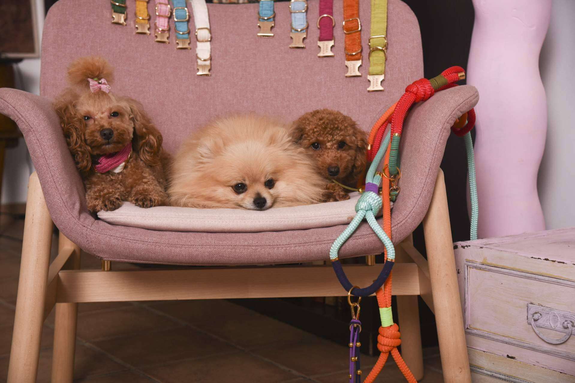 Productos de máxima calidad para las mascotas con Áreacanina.com