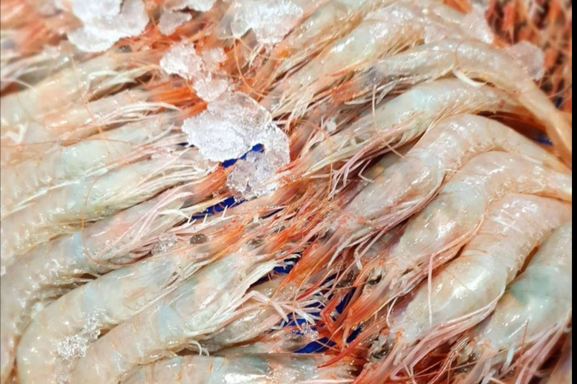 Comprar Mariscos online para Navidad