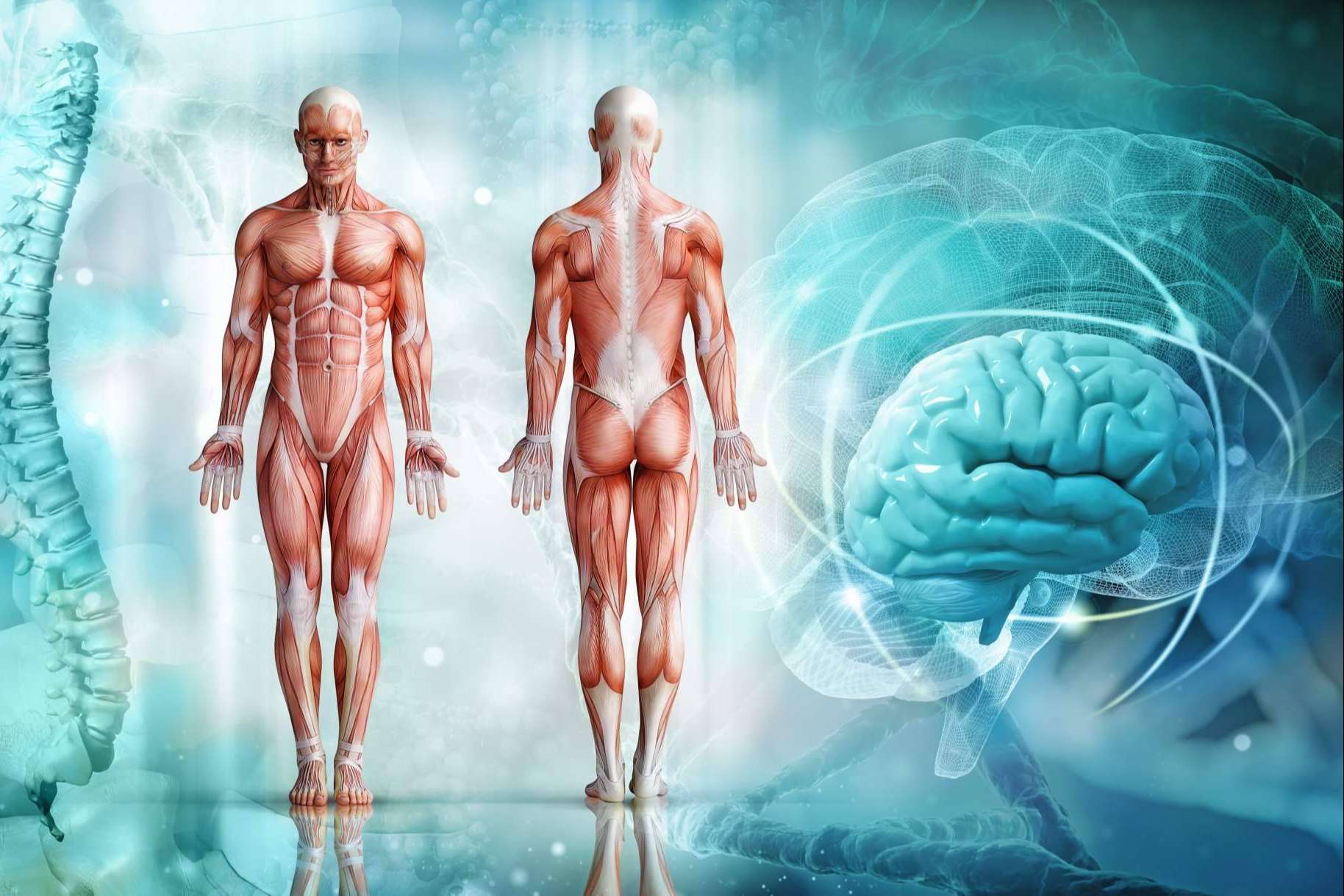 ¿Por qué debería haber un atlas de anatomía en todas las casas?