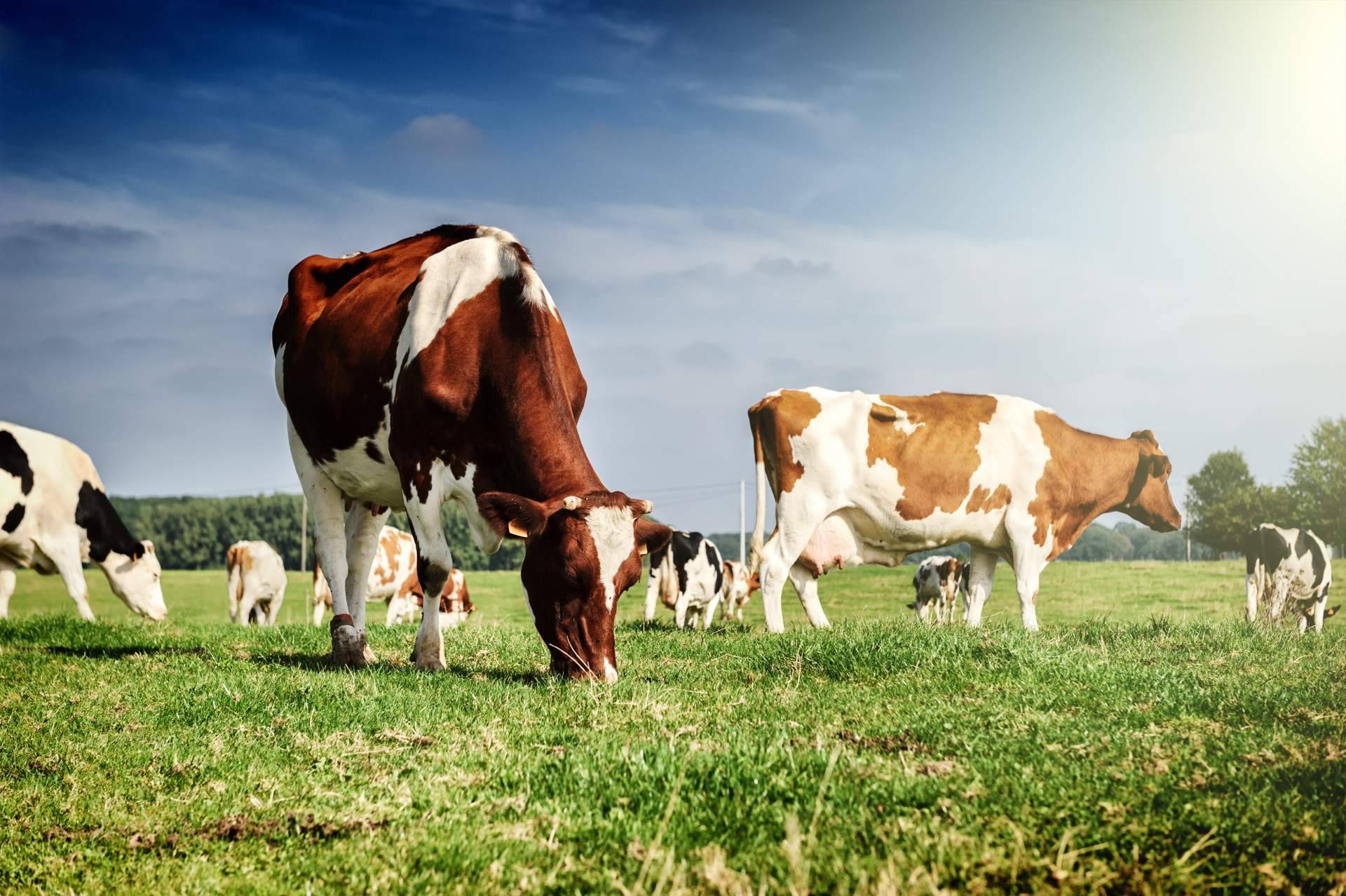 Hablar con las vacas, la innovación ganadera de la mano de dos empresas gallegas