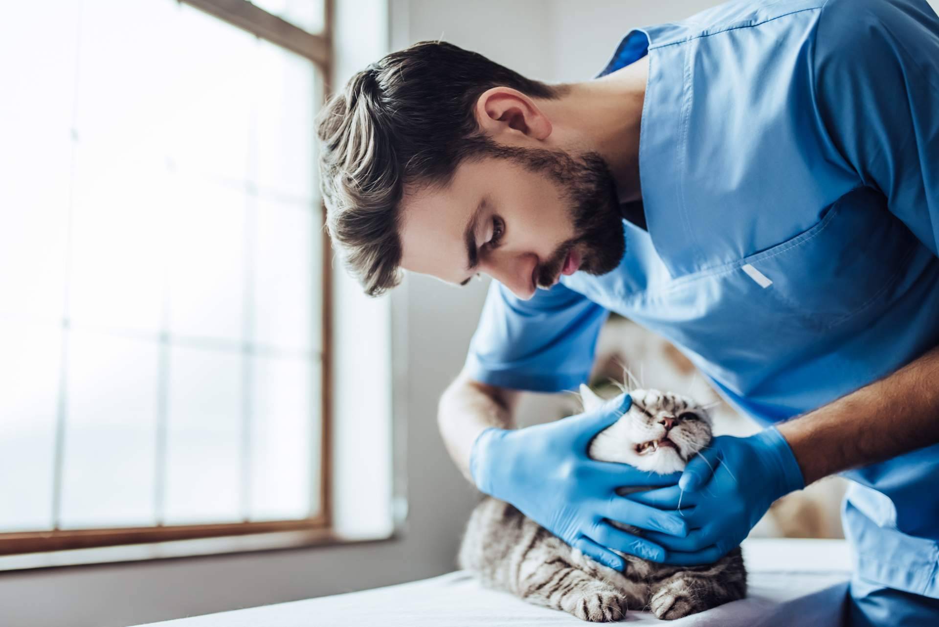 1 Click Vet y la importancia de tener un veterinario de urgencias de confianza 24h y a domicilio