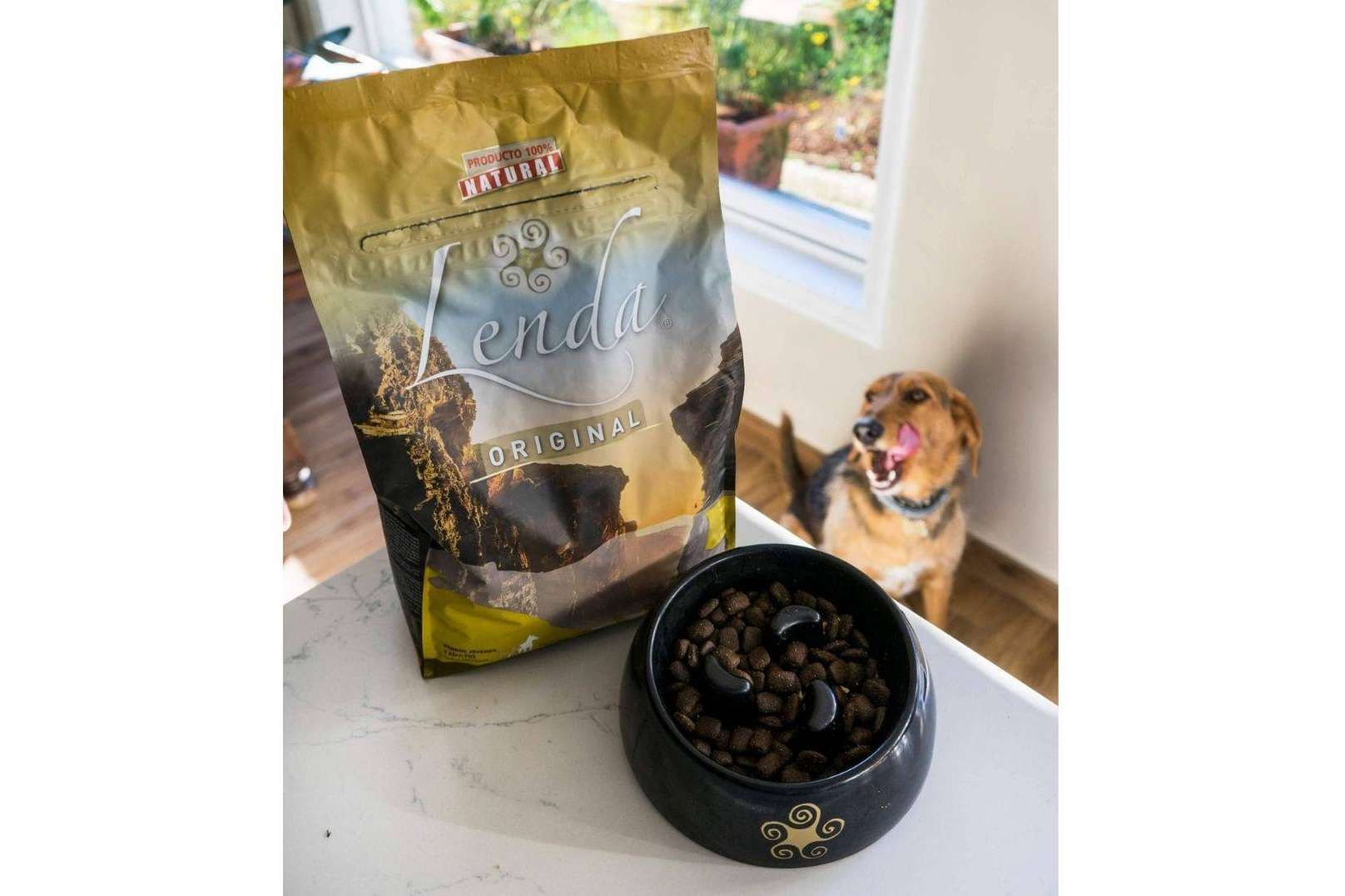 Consejos que pueden ayudar a que los perros coman pienso, por Lenda