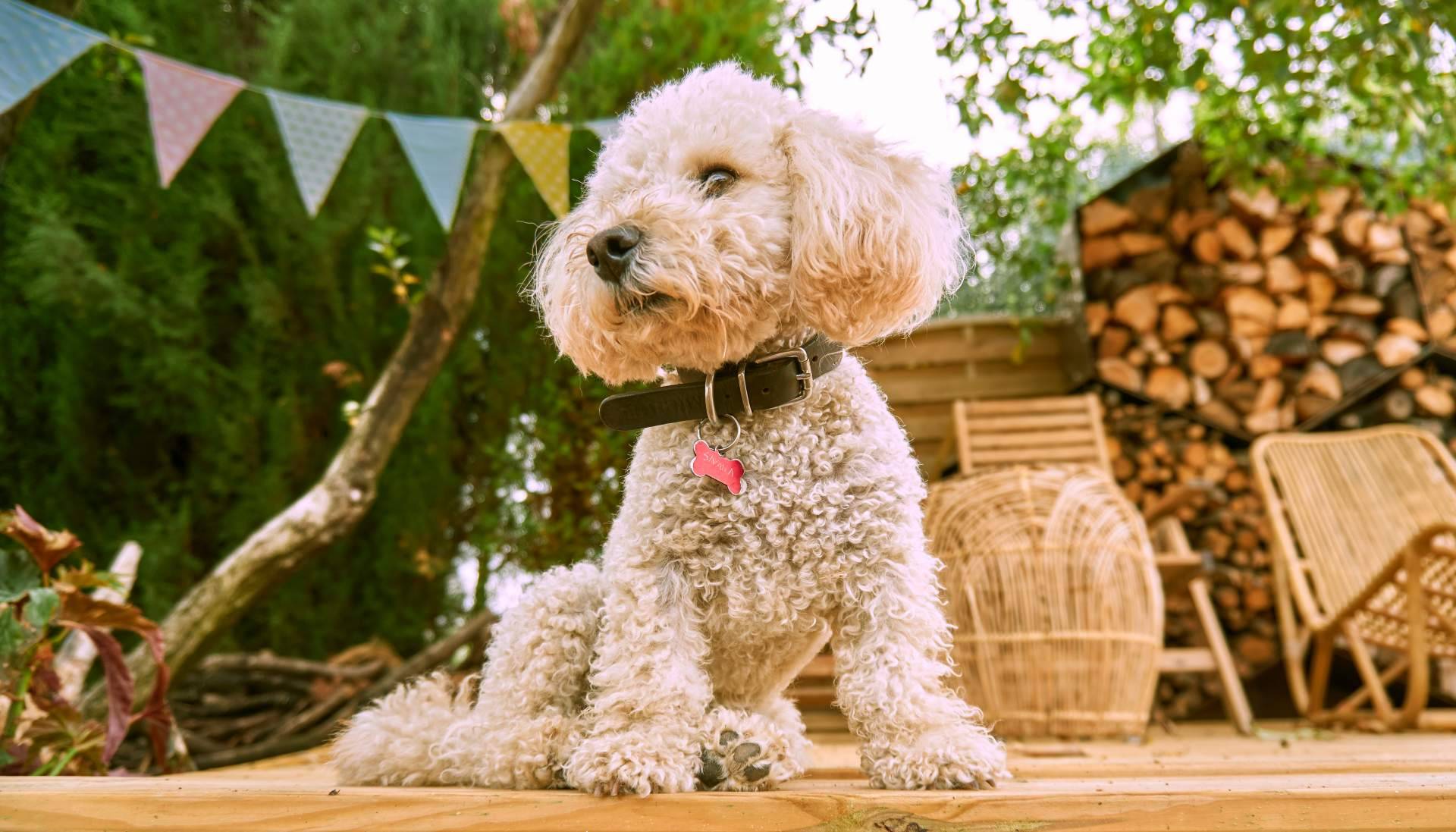 Información acerca los caniche toy de la mano de Micaniche.com