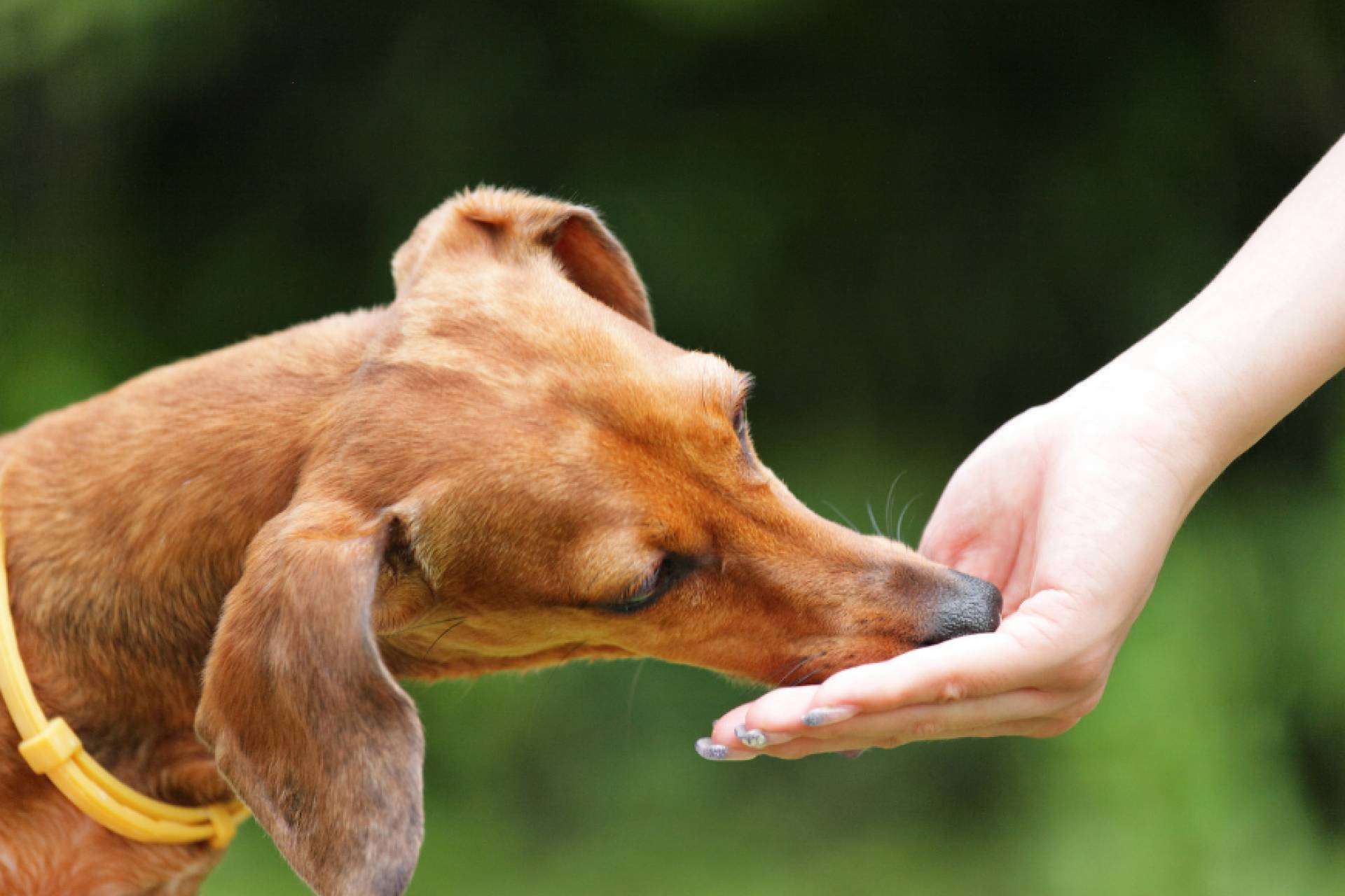 ¿Cómo ayudan a las mascotas los complementos alimenticios para perros? ​ ​