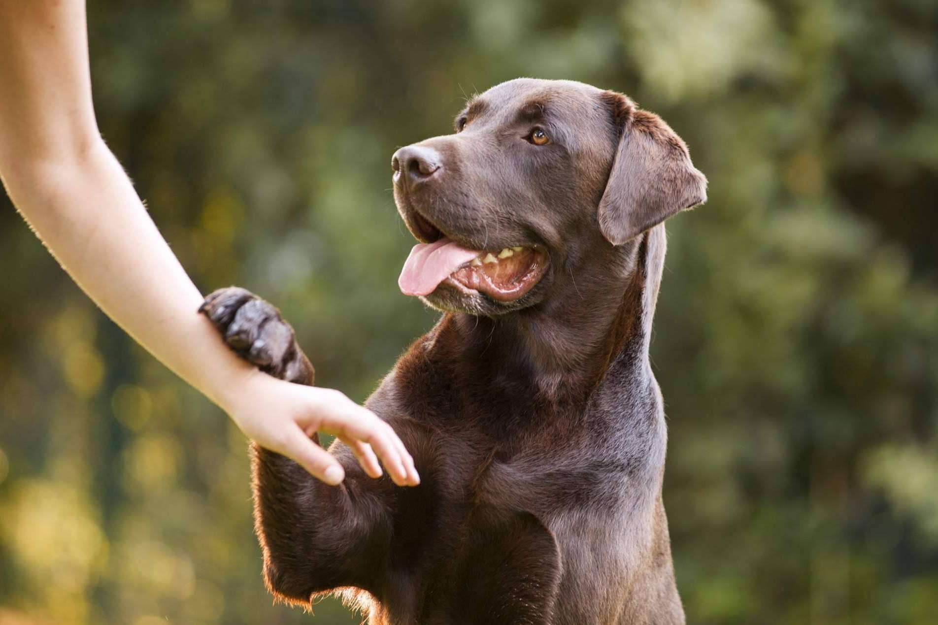 Mooiza flex, un producto especial para las articulaciones de perros