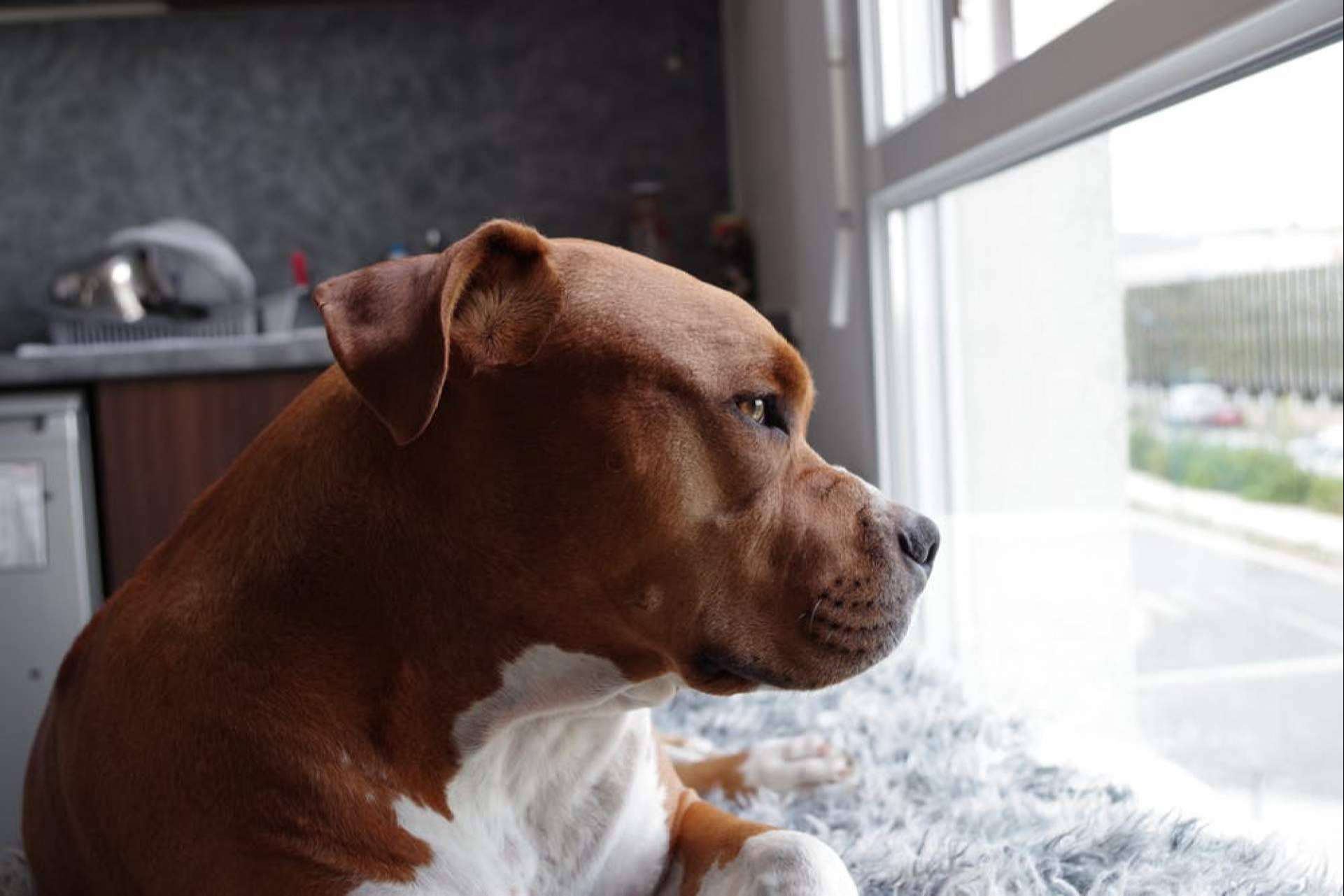 Suplementos naturales, el aliado para el buen cuidado de la salud canina