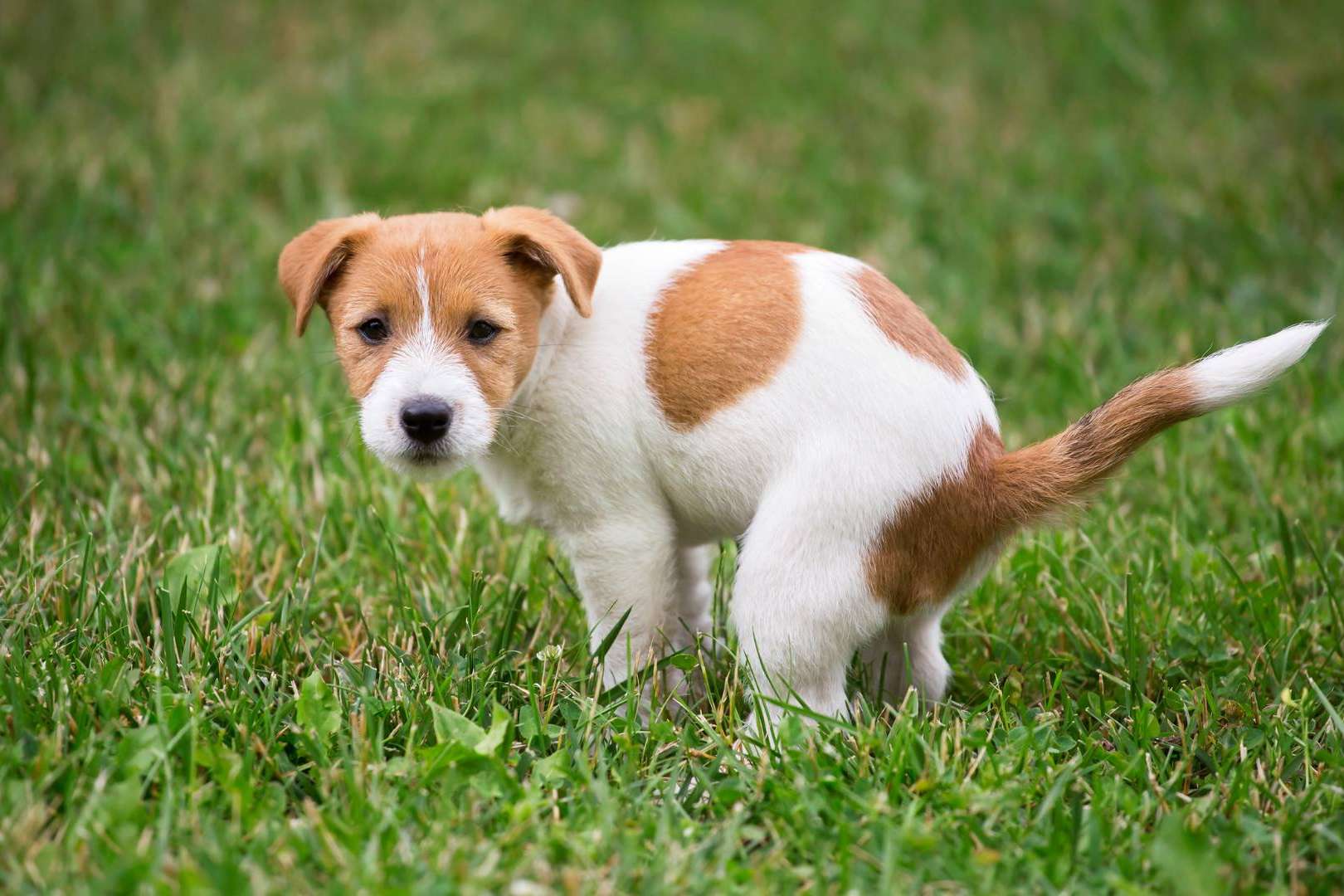 Censo canino y control de heces a través del ADN canino