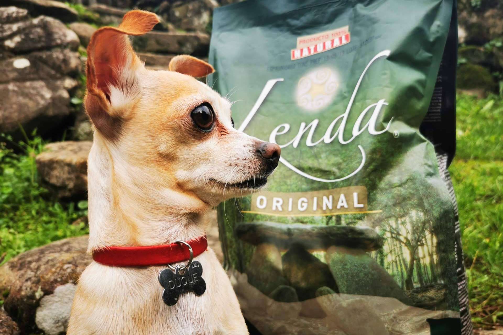 Los beneficios del pienso natural para perros