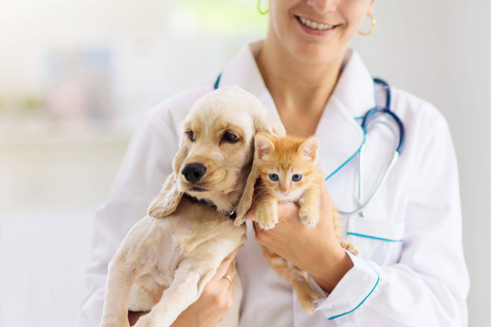 Profesionales veterinarios contrastados forman el equipo de 1 Click Vet