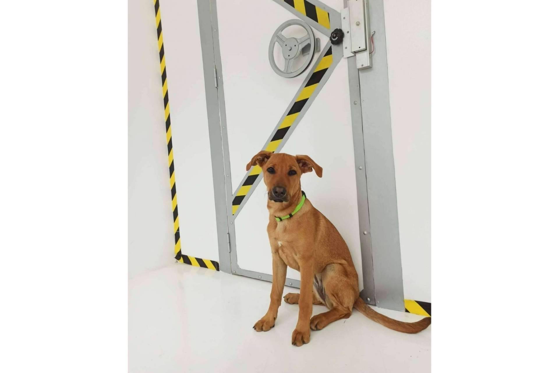 Cronologic, un escape room dogfriendly en Barcelona