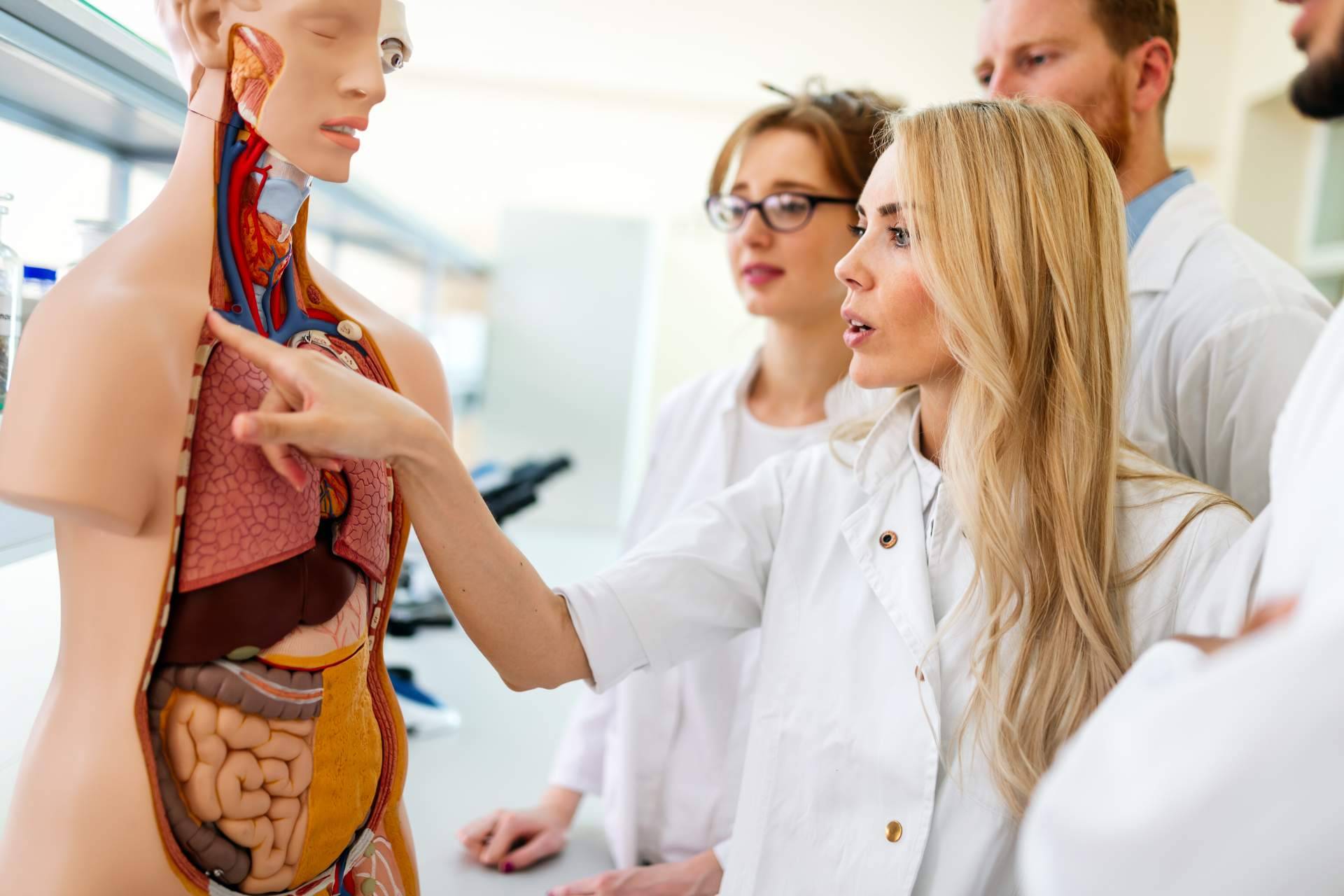 La importancia de conocer todas las partes del cuerpo humano de la mano de atlasdeanatomía.com