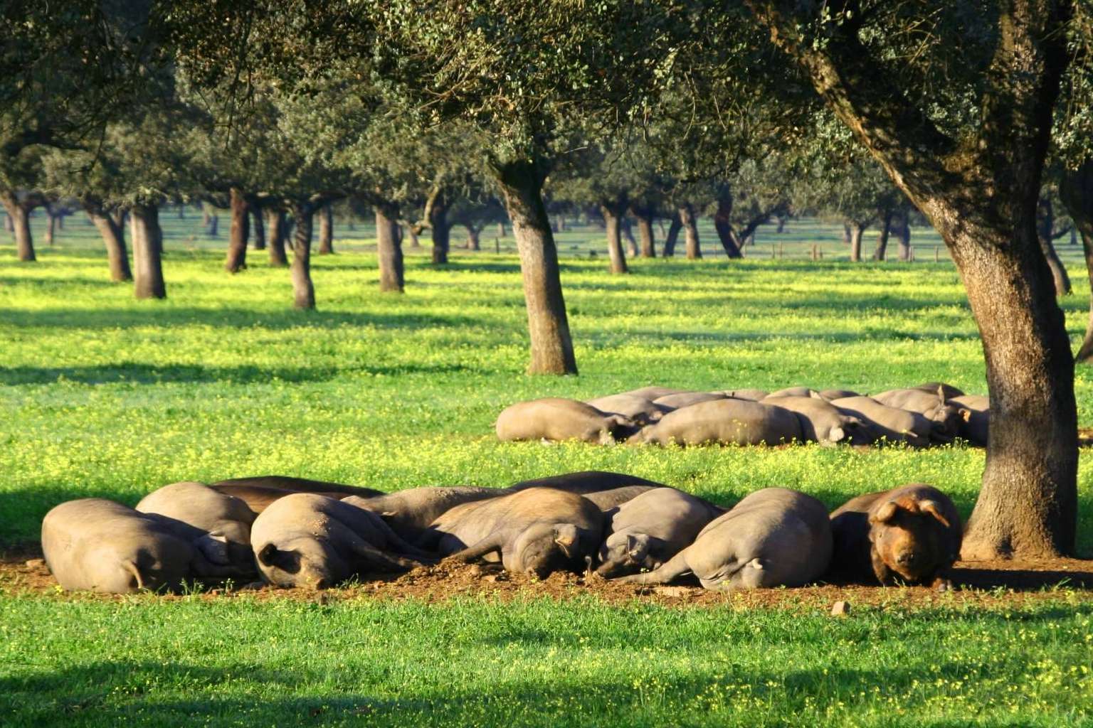 País de Quercus, un claro ejemplo de ganadería sostenible