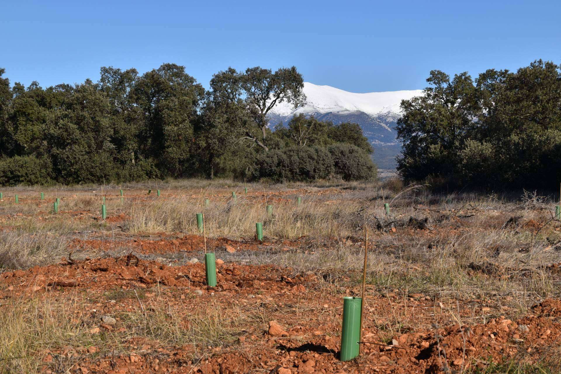 Compensar la huella de carbono en España, ¿por qué es importante?