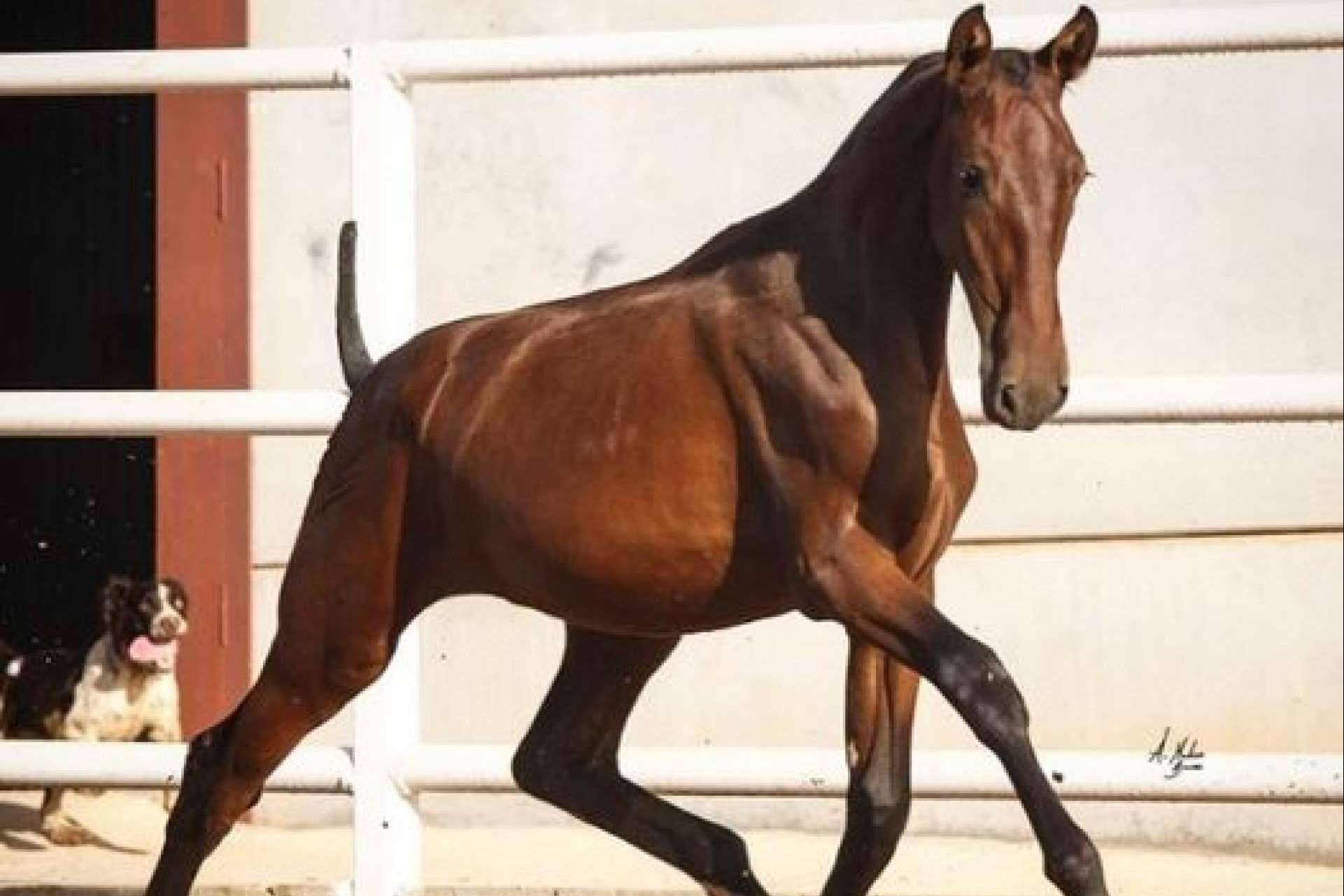 Yeguada La Pajarita es una empresa que se encarga de la venta de caballos en Albacete
