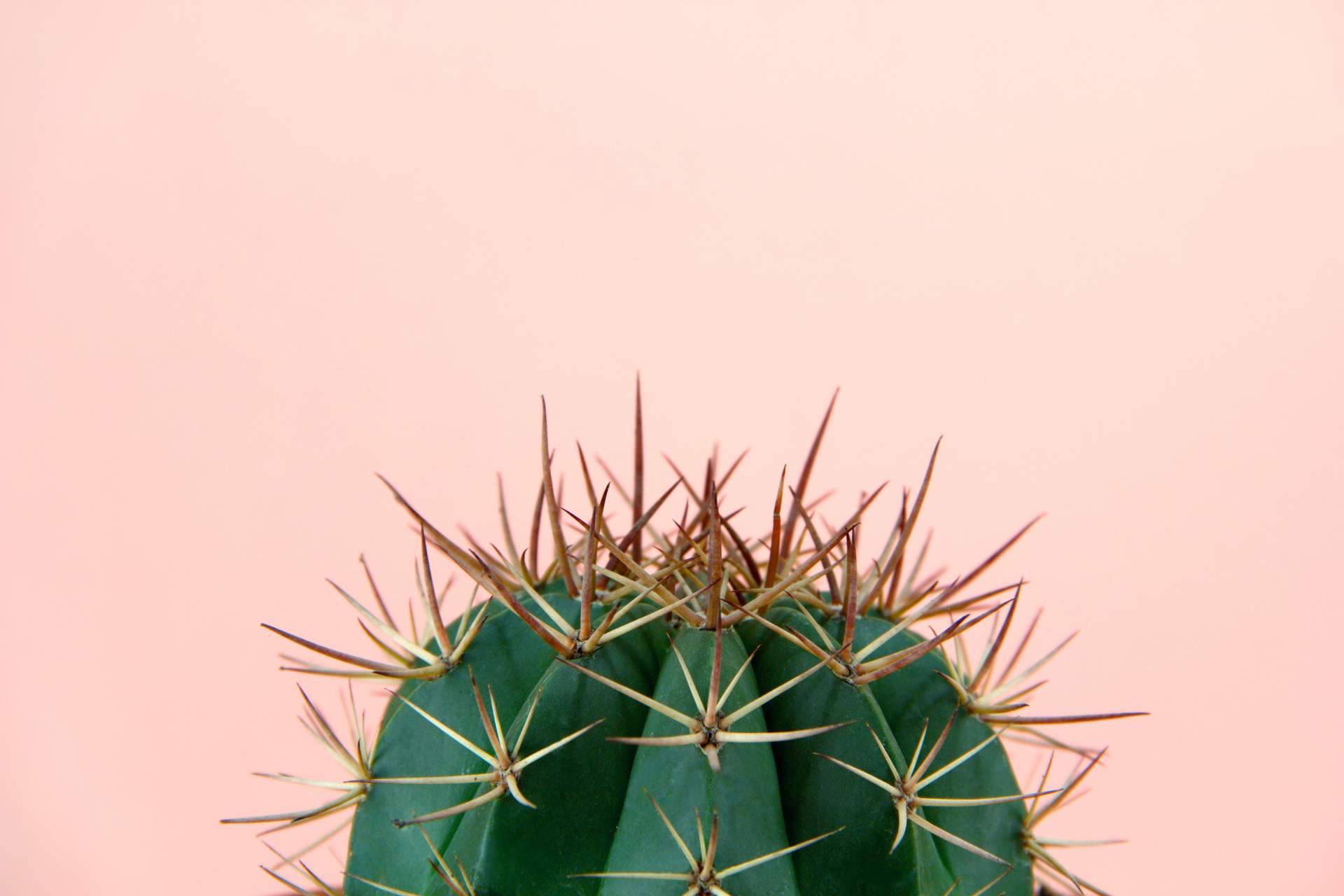 Comprar cactus online en Cómprate Un Cactus
