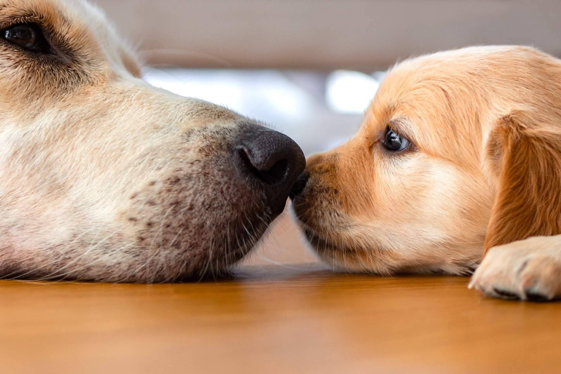 La forma de elegir la raza de cachorro perfecta, según la tienda 101 Cachorros
