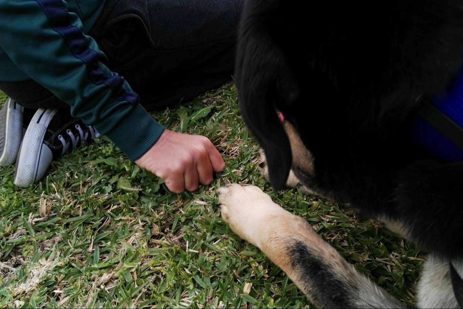 Terapia asistida con perros de la mano de la Asociación Española de Perros de Apoyo