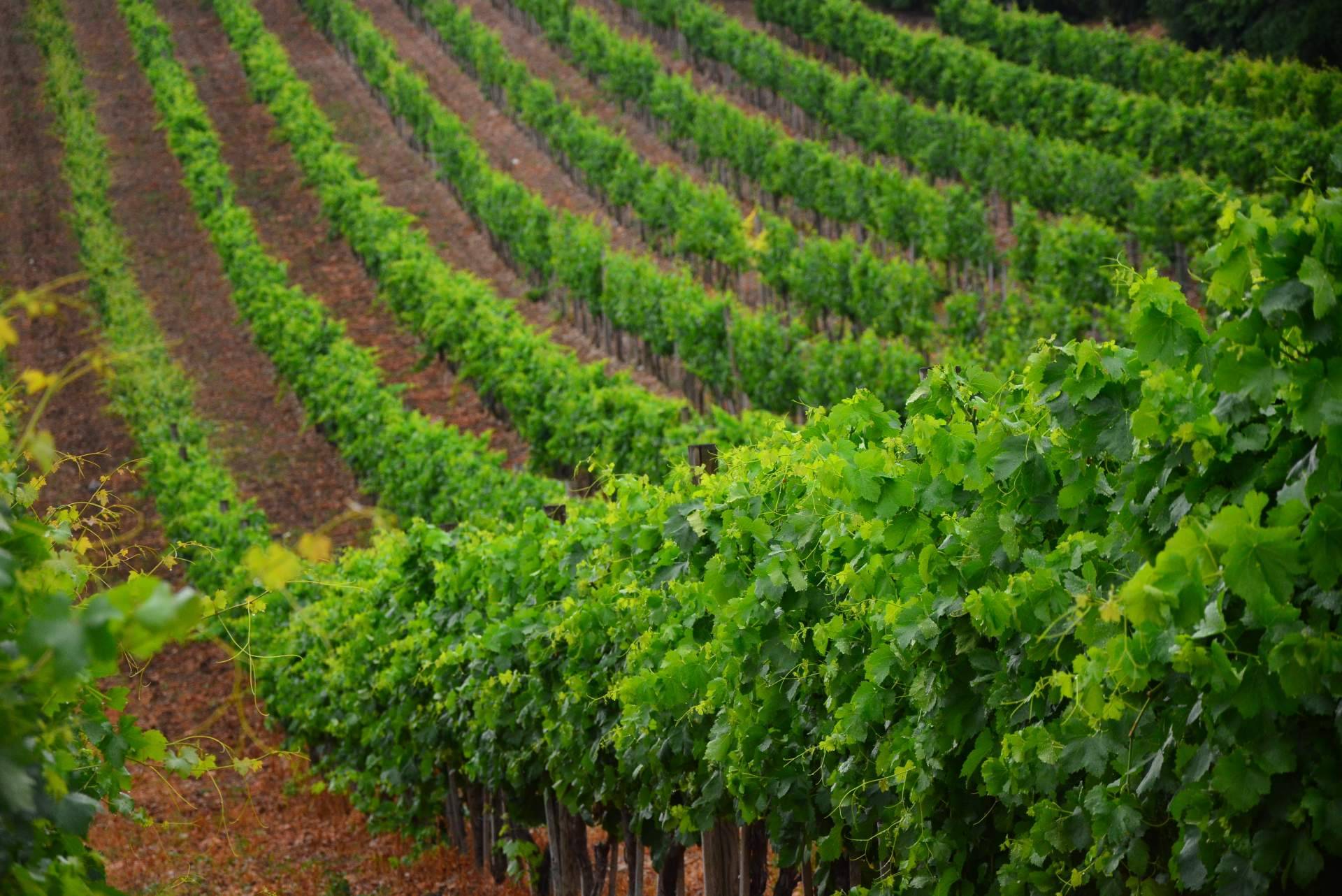Vino Pedro Ximénez ecológico, una elaboración única en el sector vinícola a cargo de Bodegas Robles