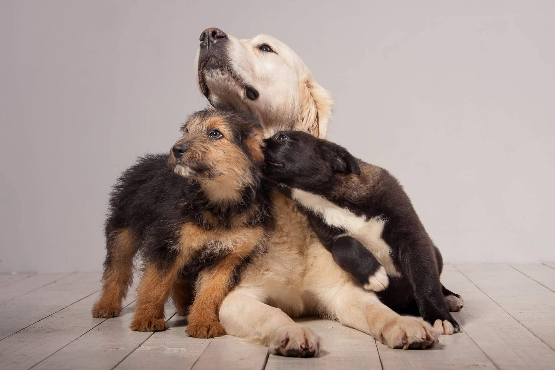 El criadero de perros Cachorros del Valle ofrece cachorros de razas de linaje puro y criados en familia