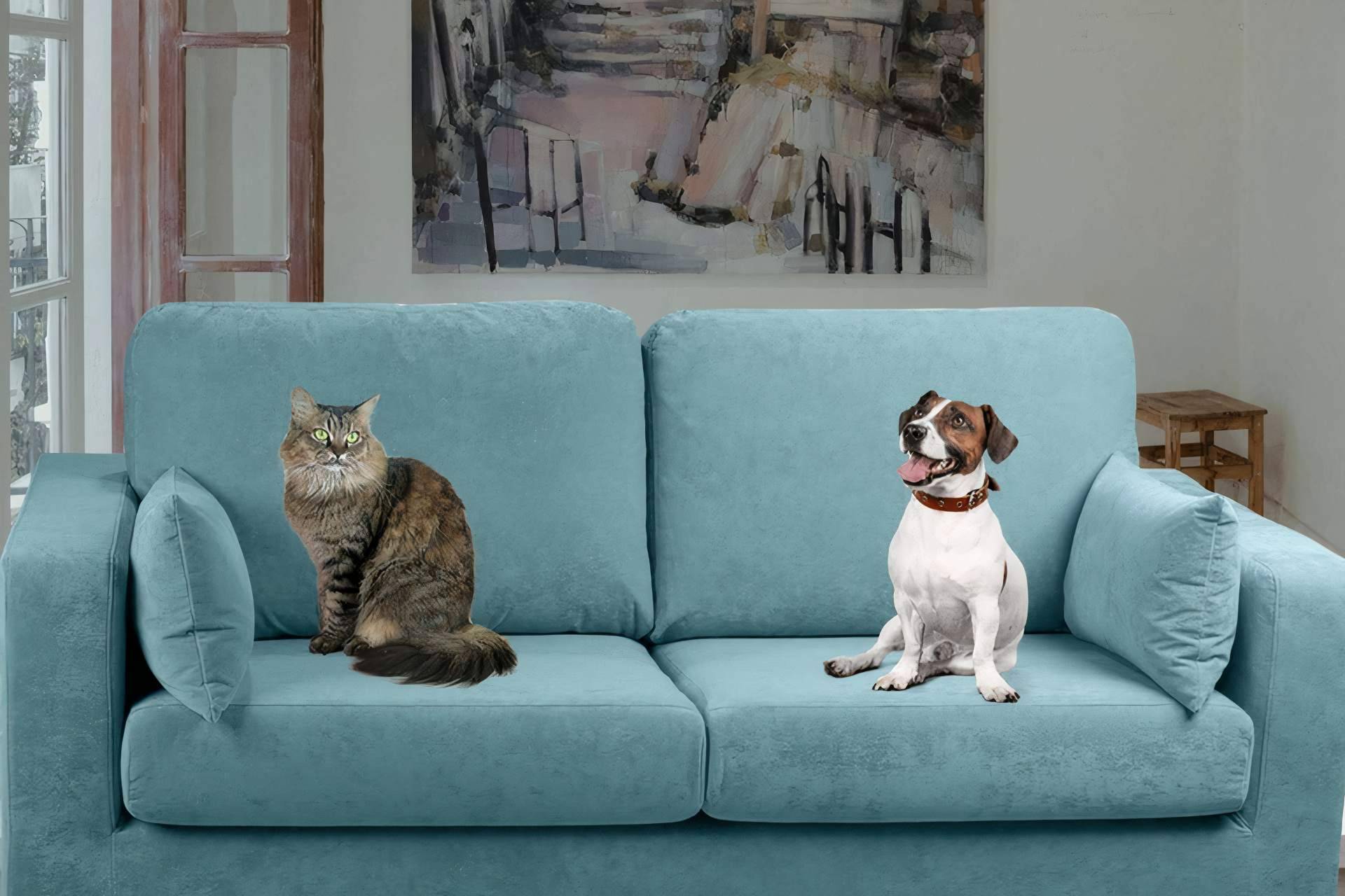 ¿Cuáles son las ventajas y desventajas de compartir el sofá con las mascotas?
