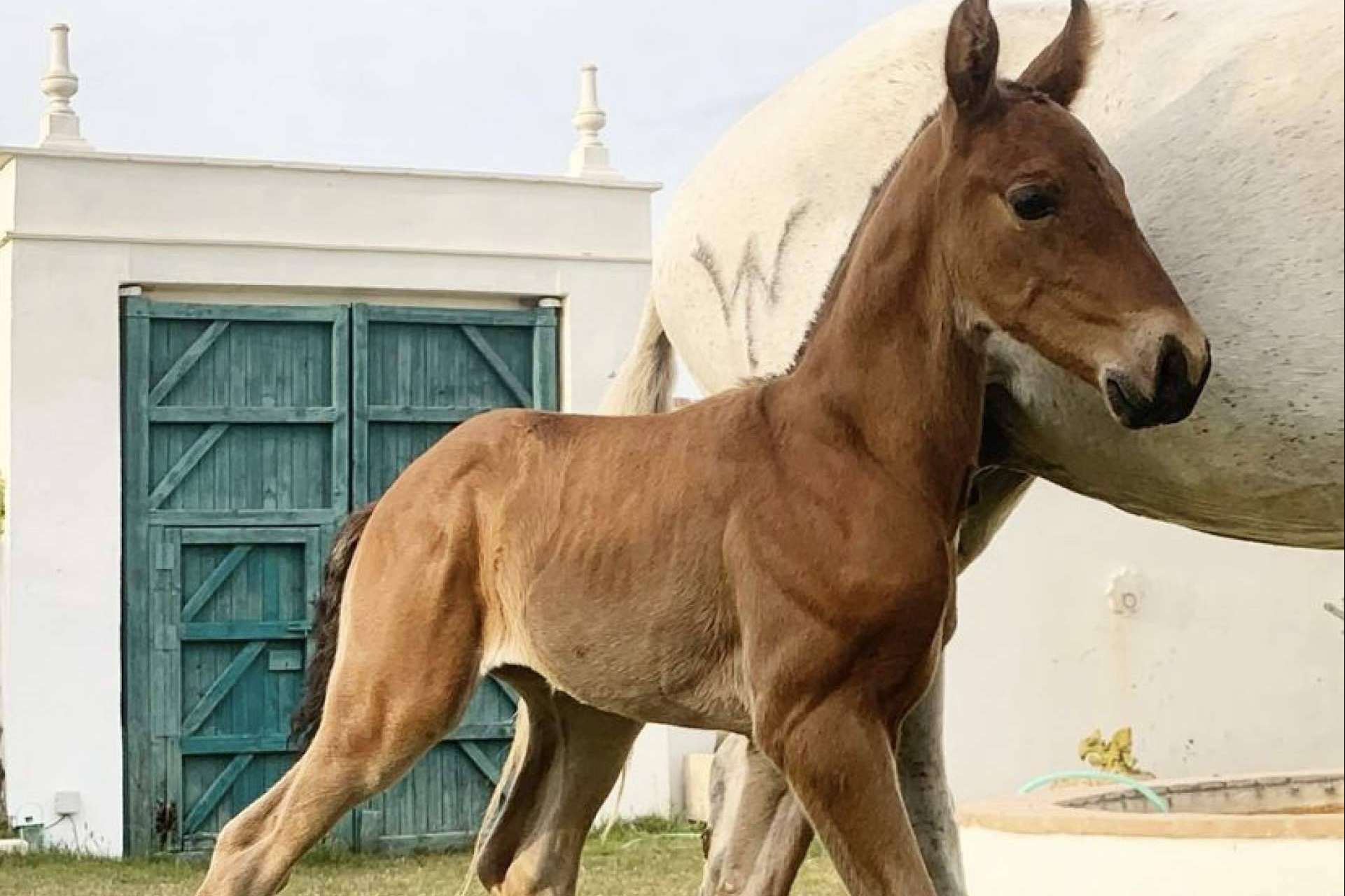 Los caballos PRE en venta de Yeguada La Pajarita, unos animales elegantes y resistentes