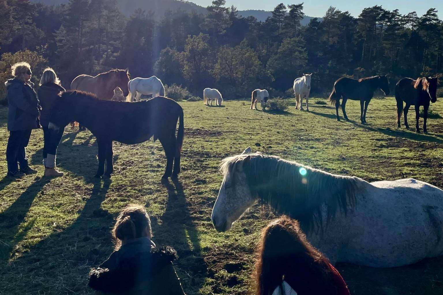 Aura, una escuela de formación focalizada en acompañamiento asistido con caballos en libertad