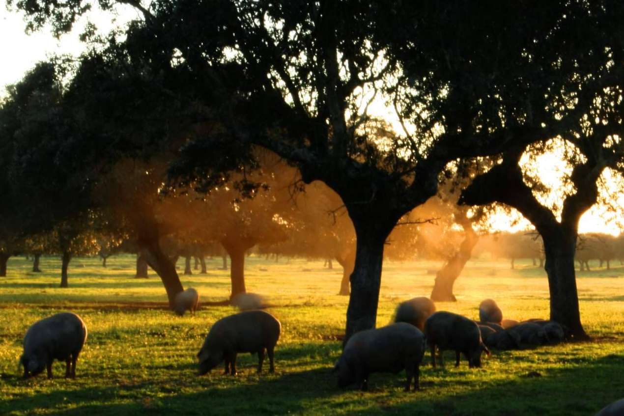 ¿Cómo diferenciar el cerdo ibérico del cerdo ibérico de bellota?