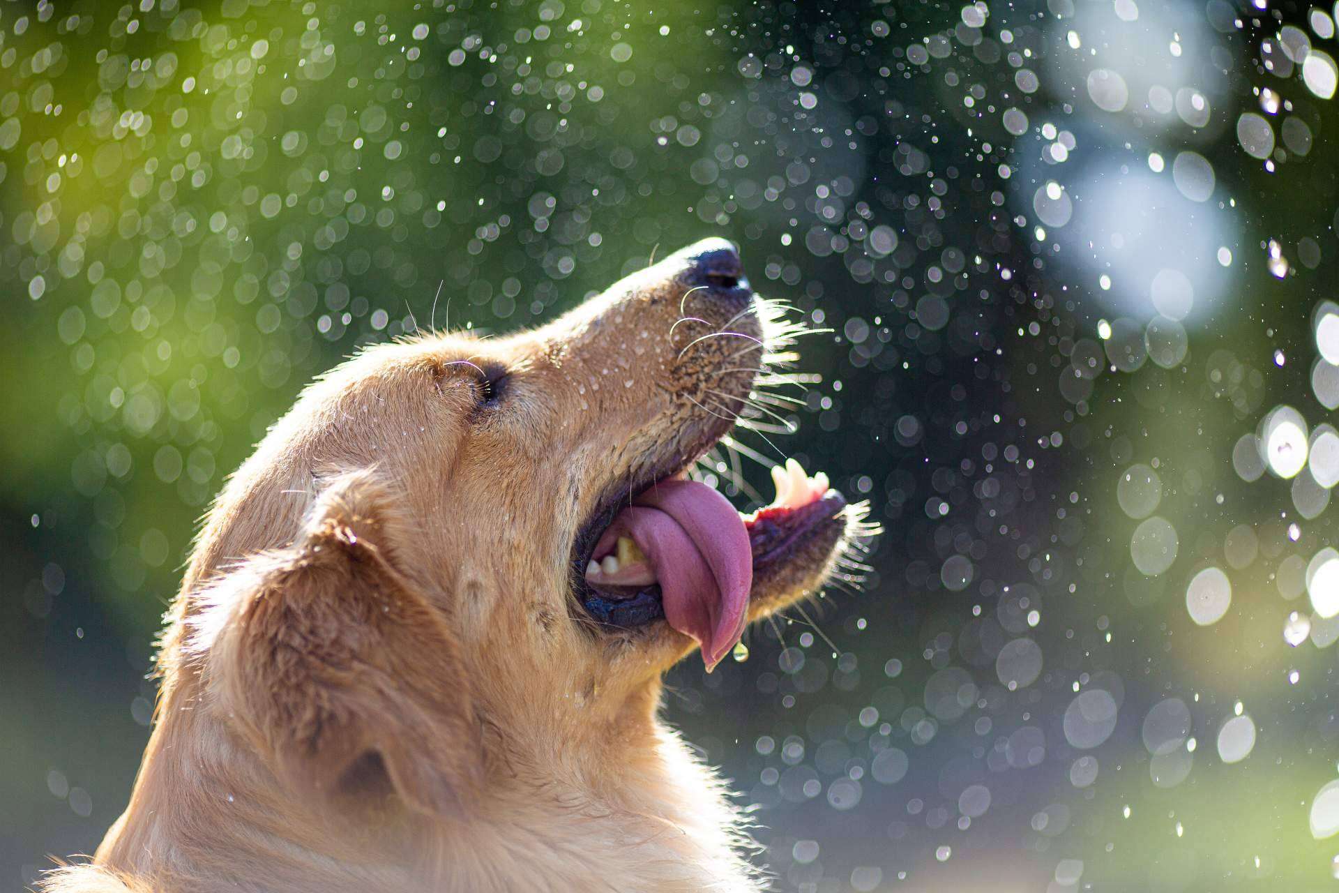 Cómo prevenir un golpe de calor en perros, con la Asociación Española de Perros de Apoyo