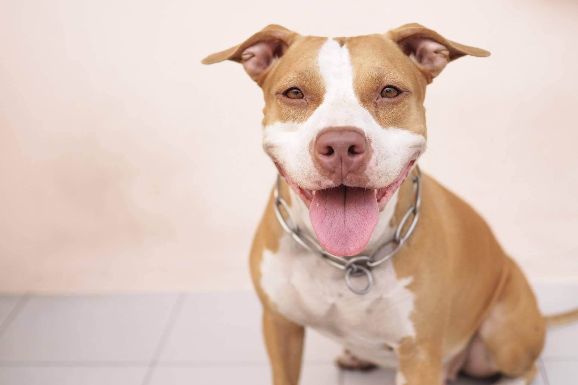 La evaluación psicofísica es obligatoria para tener perros potencialmente peligrosos