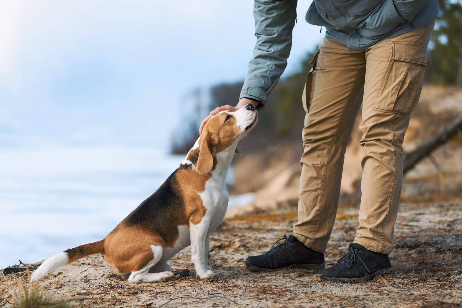 Trabajar el comportamiento de los animales de compañía con refuerzo positivo, de la mano de Antrozoología