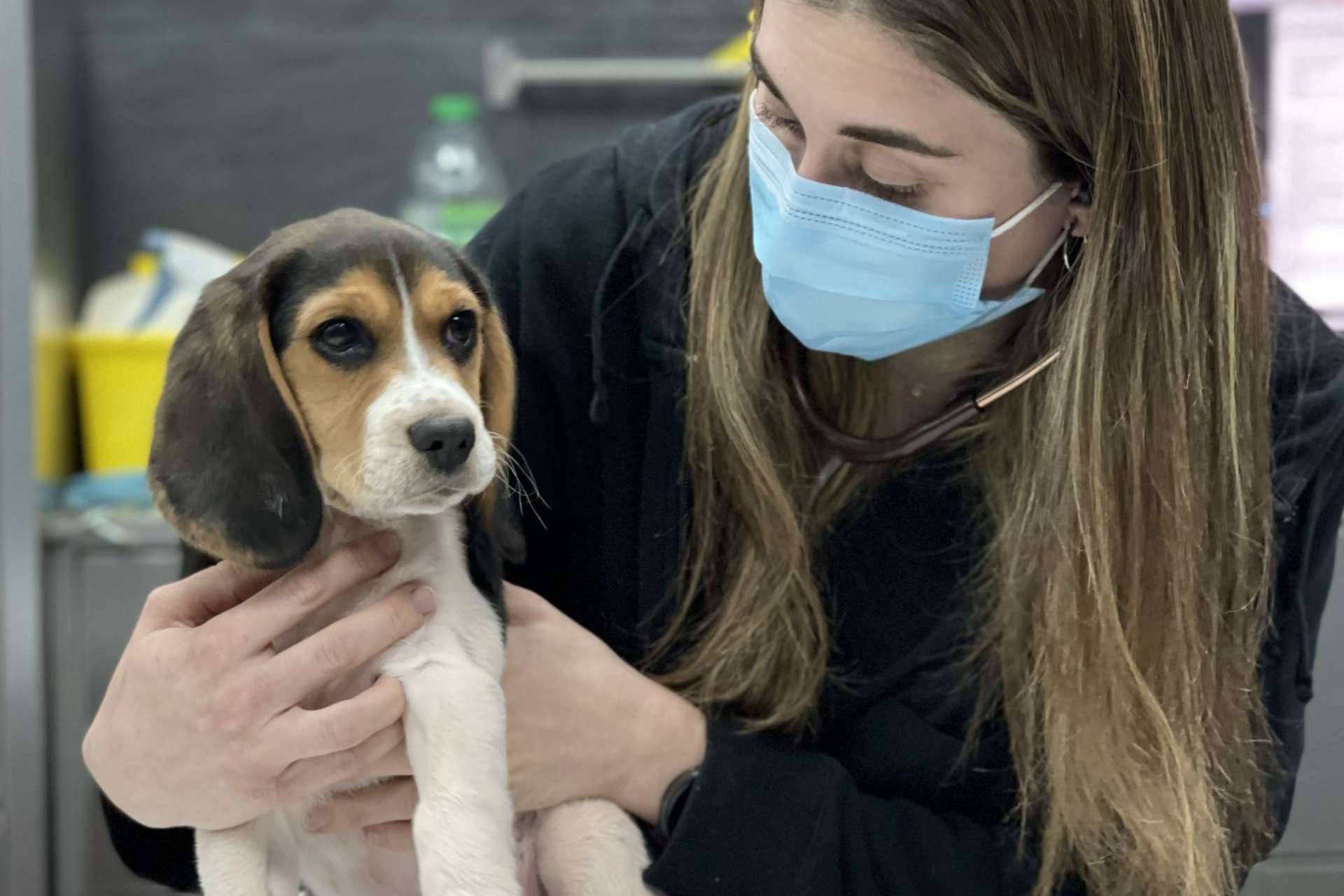 El Hospital Veterinario El Bosque sobre los golpes de calor en mascotas durante el verano