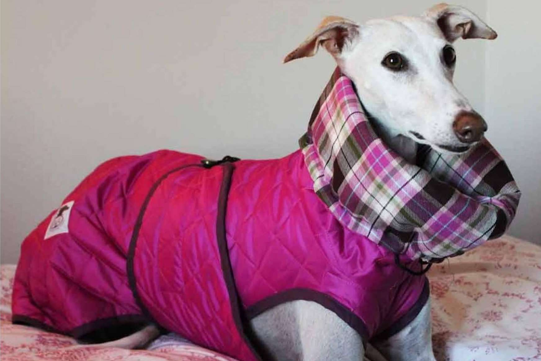 Los accesorios y ropa para galgo de Lucas & Lola