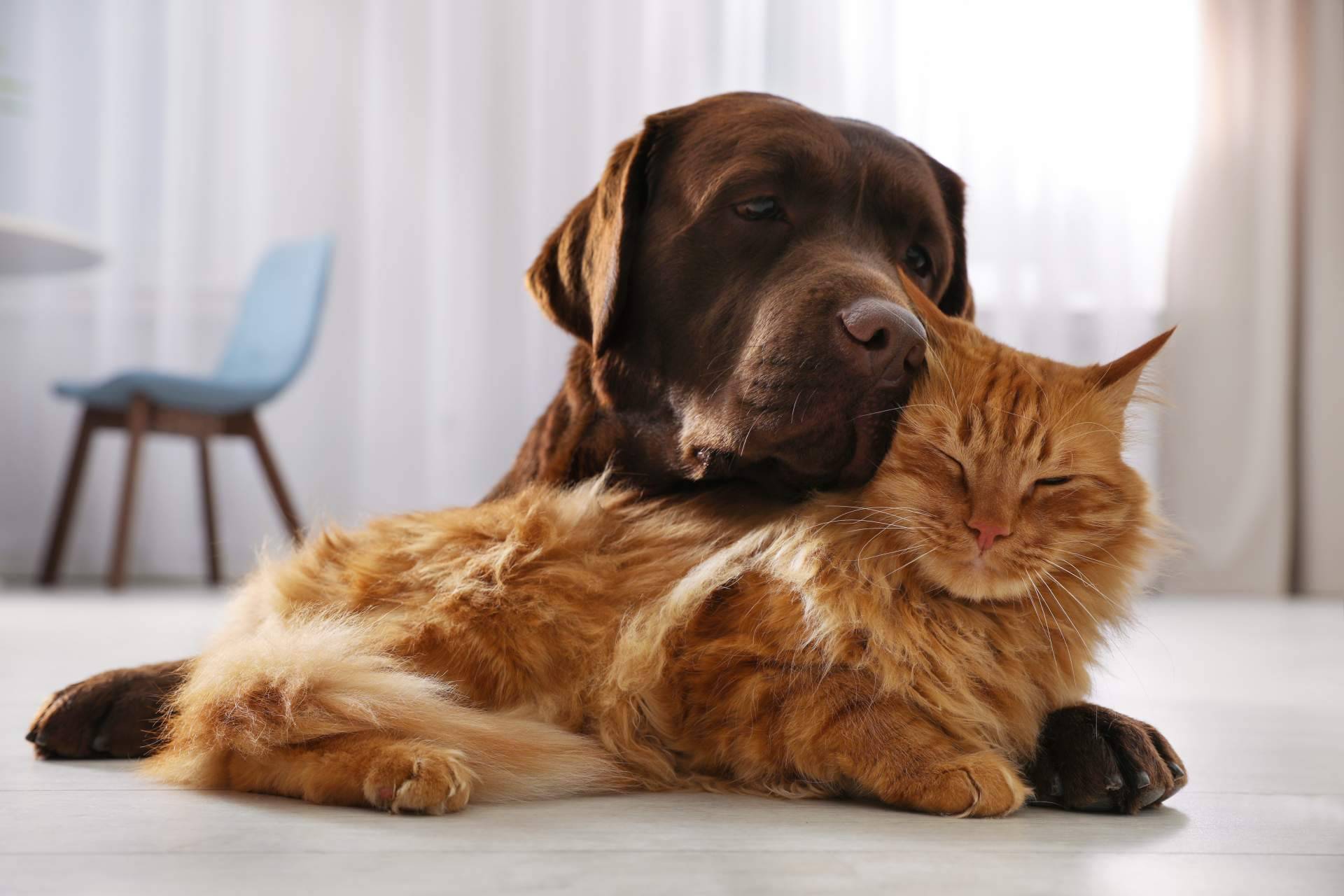 Antrozoologia.com, profesionalizarse en el sector animales de compañía es imprescindible
