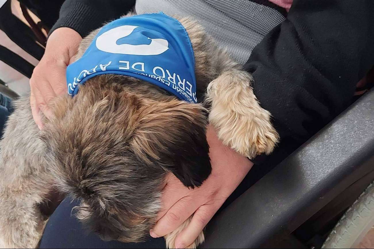 Terapias asistidas con perros, ideales para tratar la discapacidad intelectual, por la Asociación Española de Perros de Apoyo
