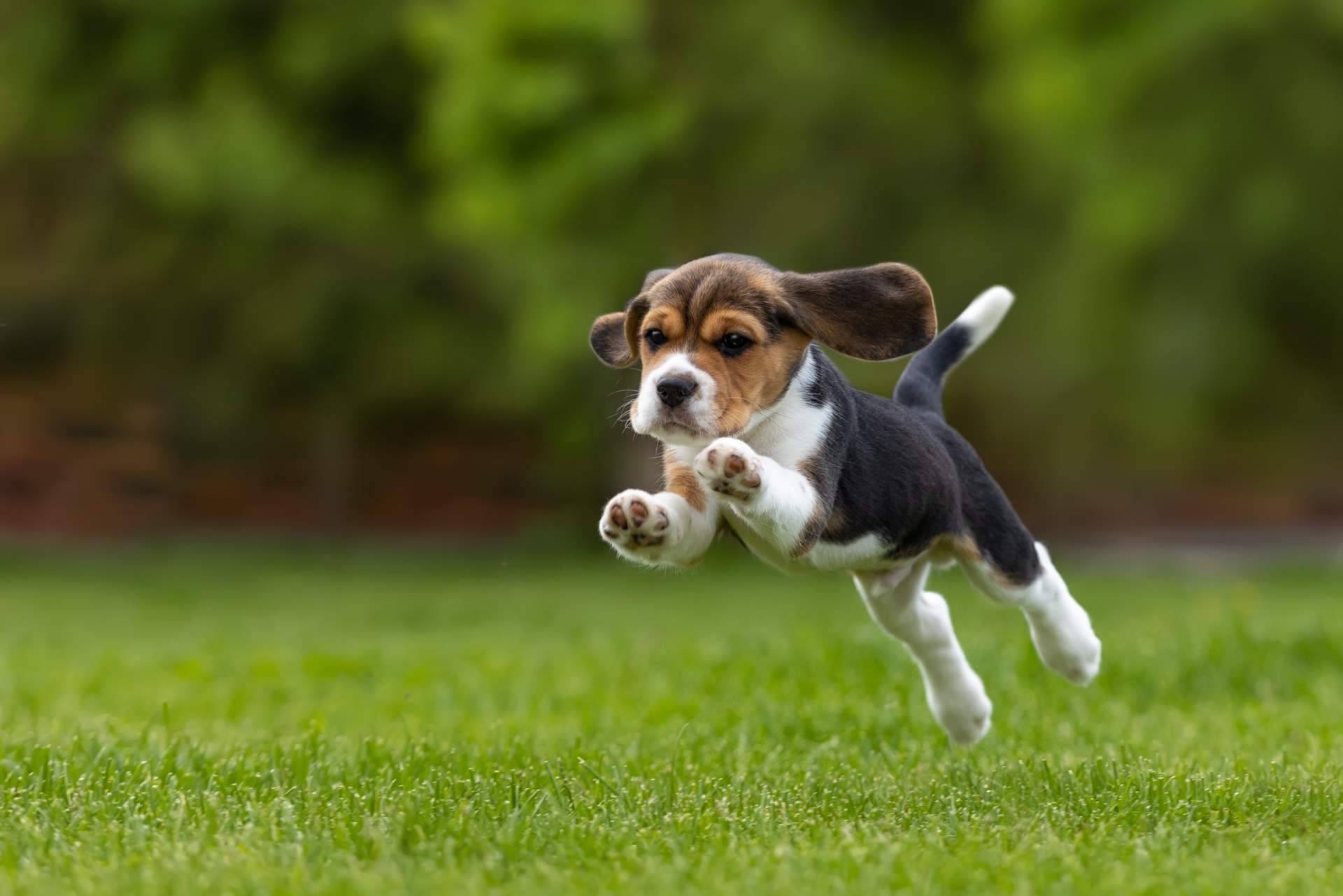 Un tema fundamental en los criaderos responsables como Cachorros del Valle es la salud de los cachorros