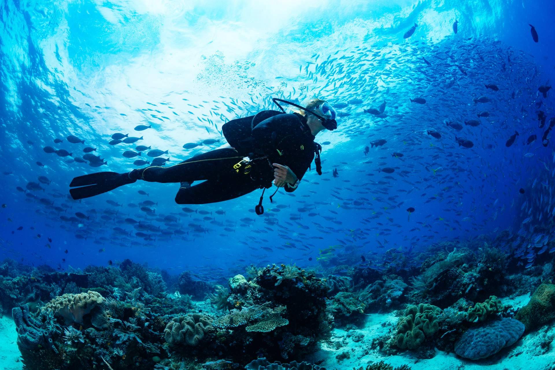 Practicar buceo en Murcia de la mano de Diveasapp