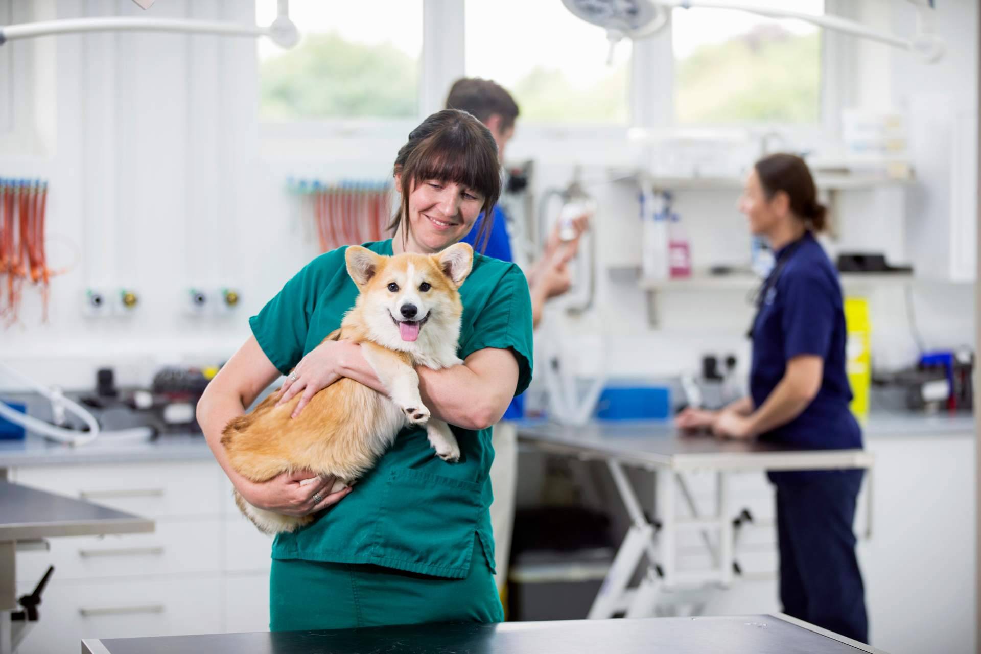 ¿Qué cubre el seguro veterinario de Barkibu?