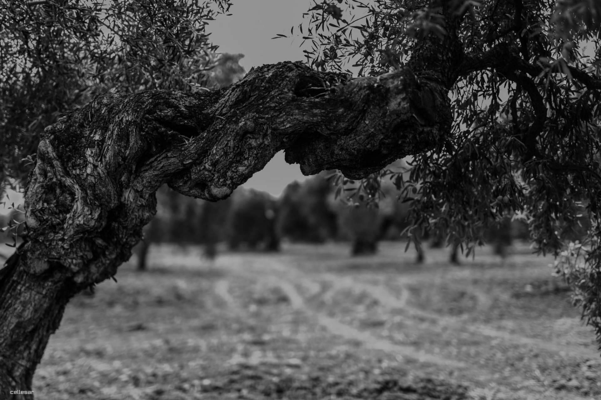 Producción de aceite de oliva virgen extra gourmet con Aceites La Matilla