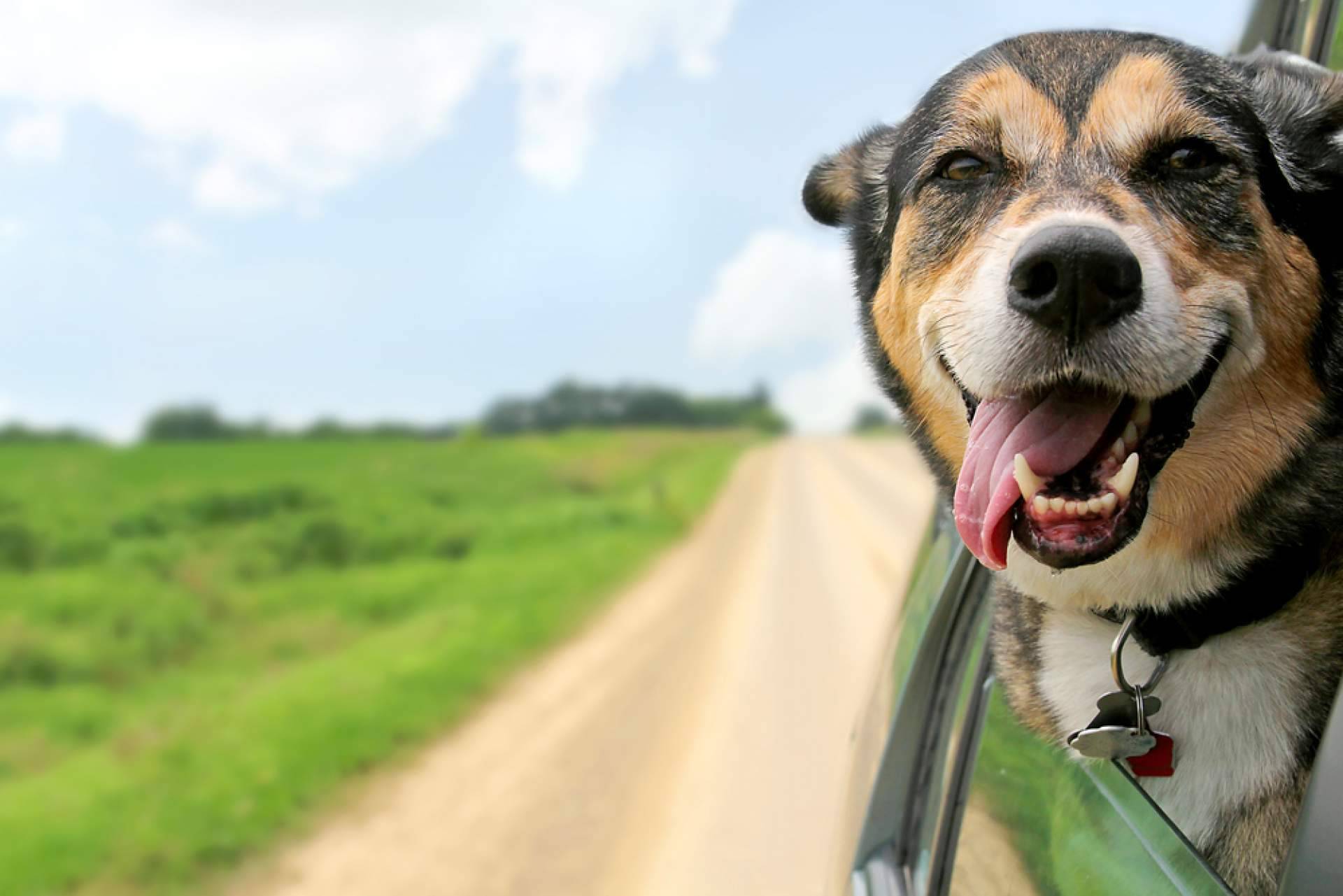 La guardería de día PERROBUENO en Madrid ofrece la oportunidad de ir de vacaciones para perros