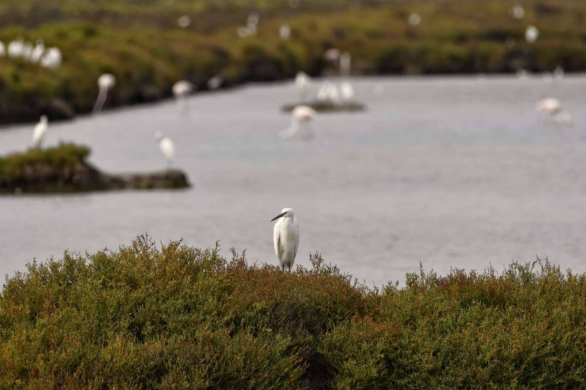 Los beneficios de elegir sal marina ecológica