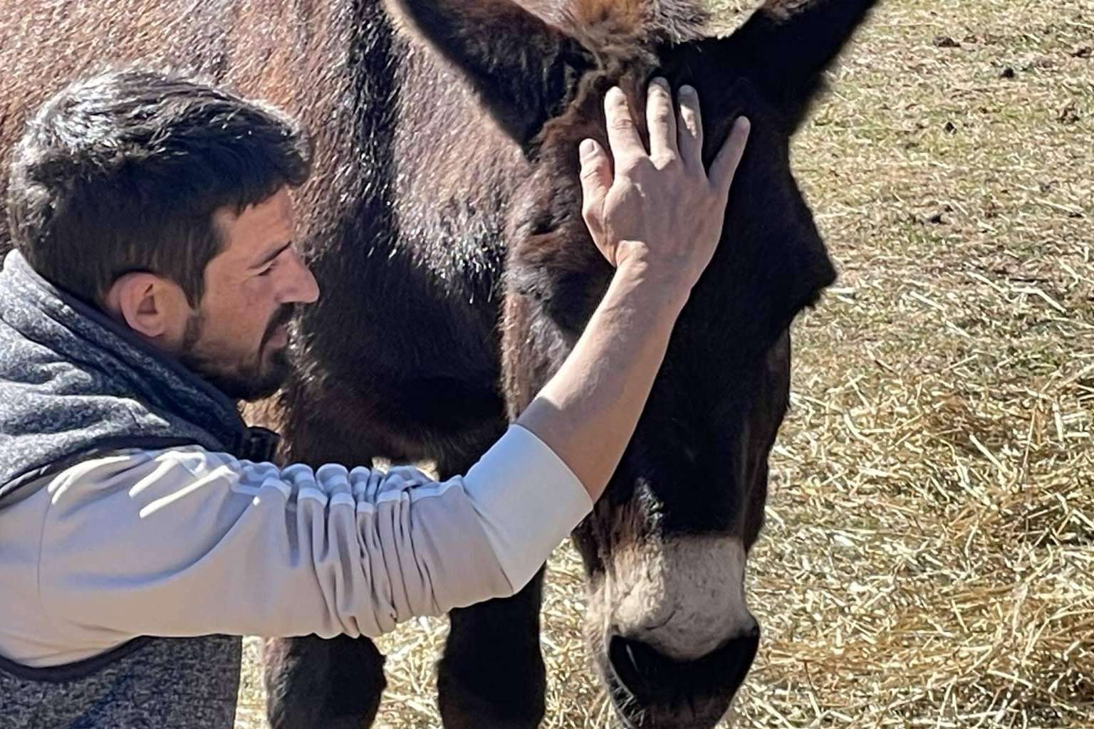 Los beneficios de los caballos libres para el desarrollo de la inteligencia emocional